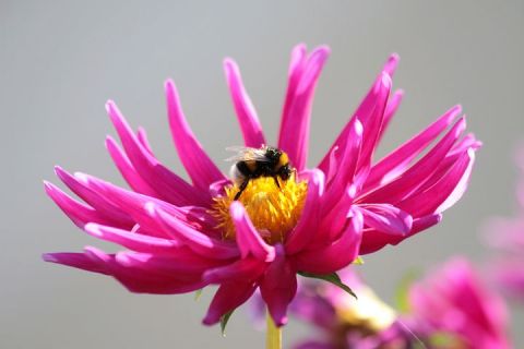 Insecte et fleurs